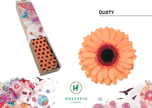 Срезанные цветы оптом Germini dusty от 60шт из Голландии с доставкой по России