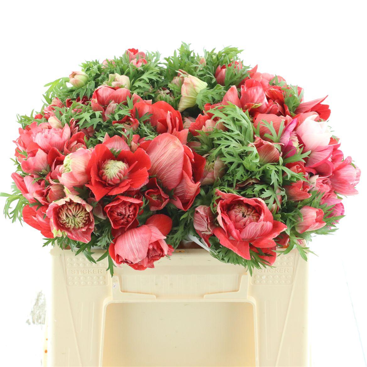 Срезанные цветы оптом Anemone fullstar glory red от 100шт из Голландии с доставкой по России