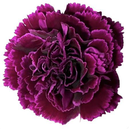 Срезанные цветы оптом Dianthus st nobbio babel от 80шт из Голландии с доставкой по России