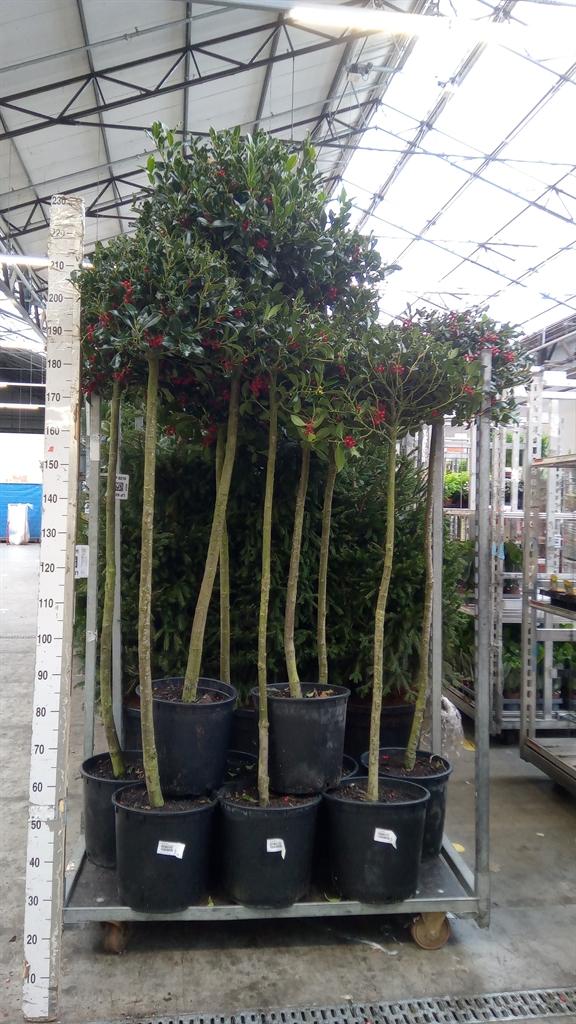 Горшечные цветы и растения оптом Ilex Aquifolium от 1шт из Голландии с доставкой по России