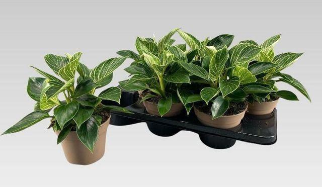 Горшечные цветы и растения оптом Philodendron Birkin от 6шт из Голландии с доставкой по России Горшечные цветы и растения оптом Philodendron Birkin от 6шт из Голландии с доставкой по России