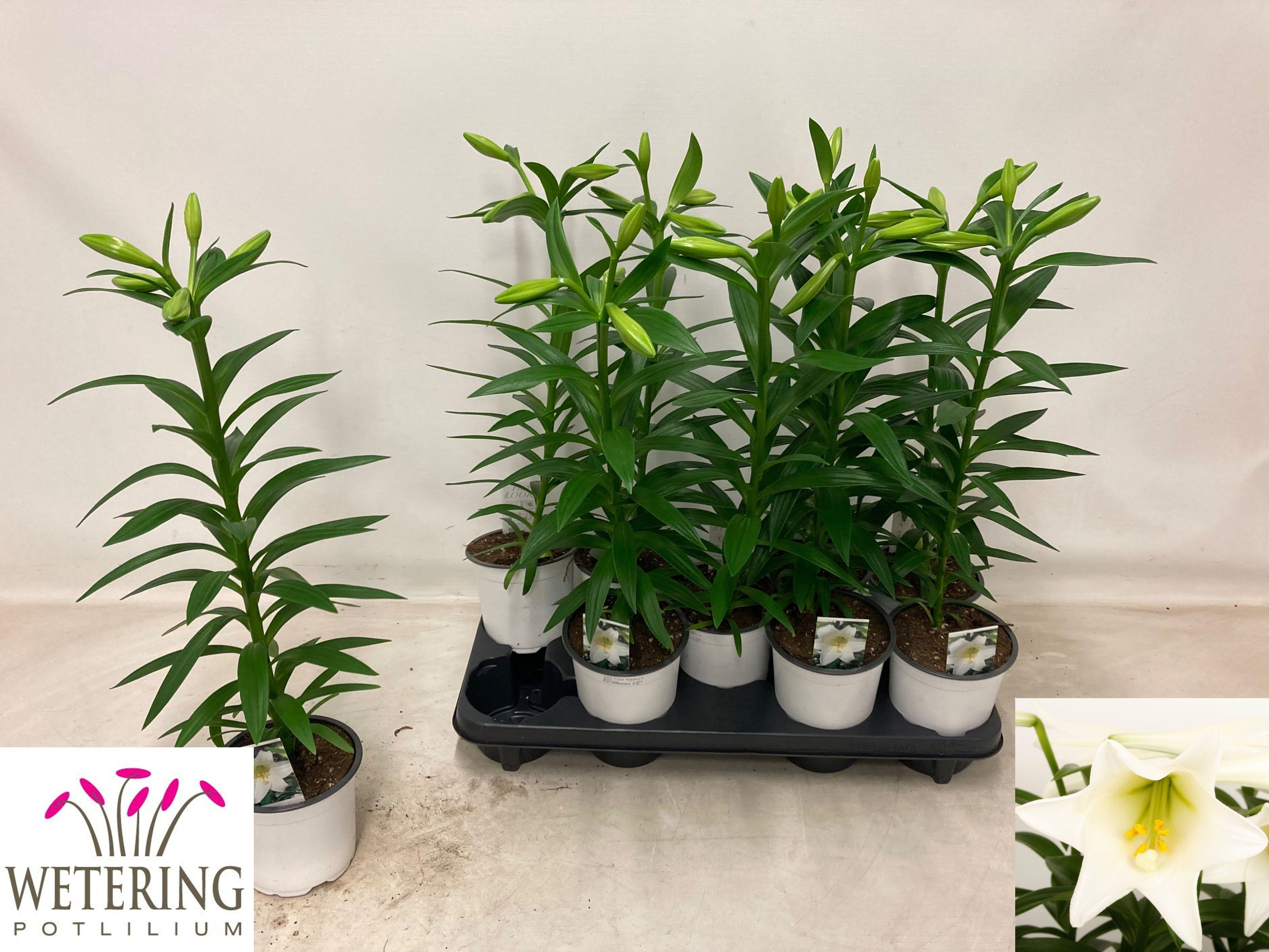 Горшечные цветы и растения оптом Lil Lo Miracle от 9шт из Голландии с доставкой по России