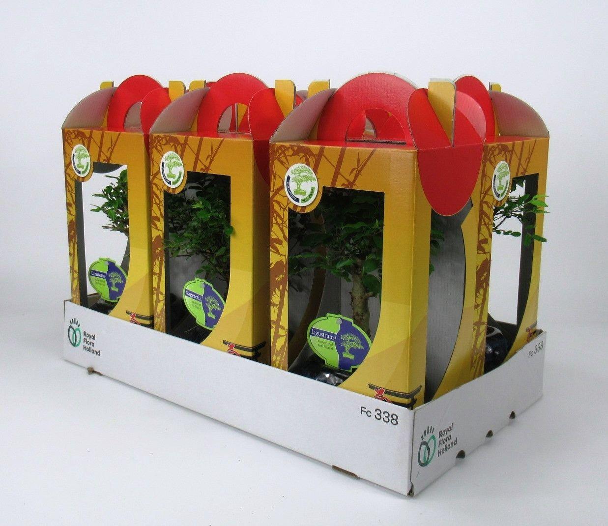 Горшечные цветы и растения оптом Bonsai Mix 13 Cm In Chinese Gift Box With Drip Tra от 7шт из Голландии с доставкой по России