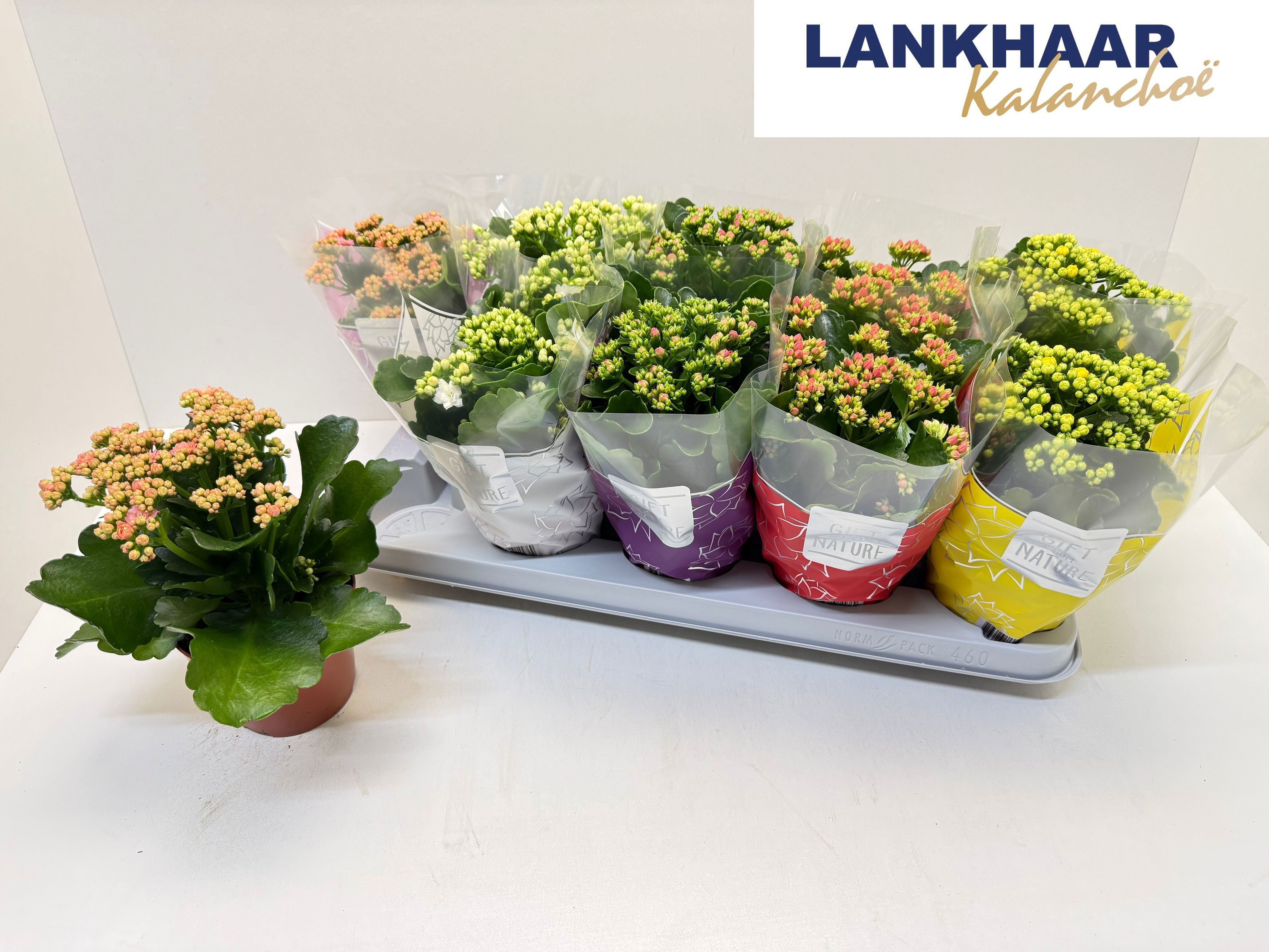 Горшечные цветы и растения оптом Kal Ge Perf Gem 5 Kl от 10шт из Голландии с доставкой по России