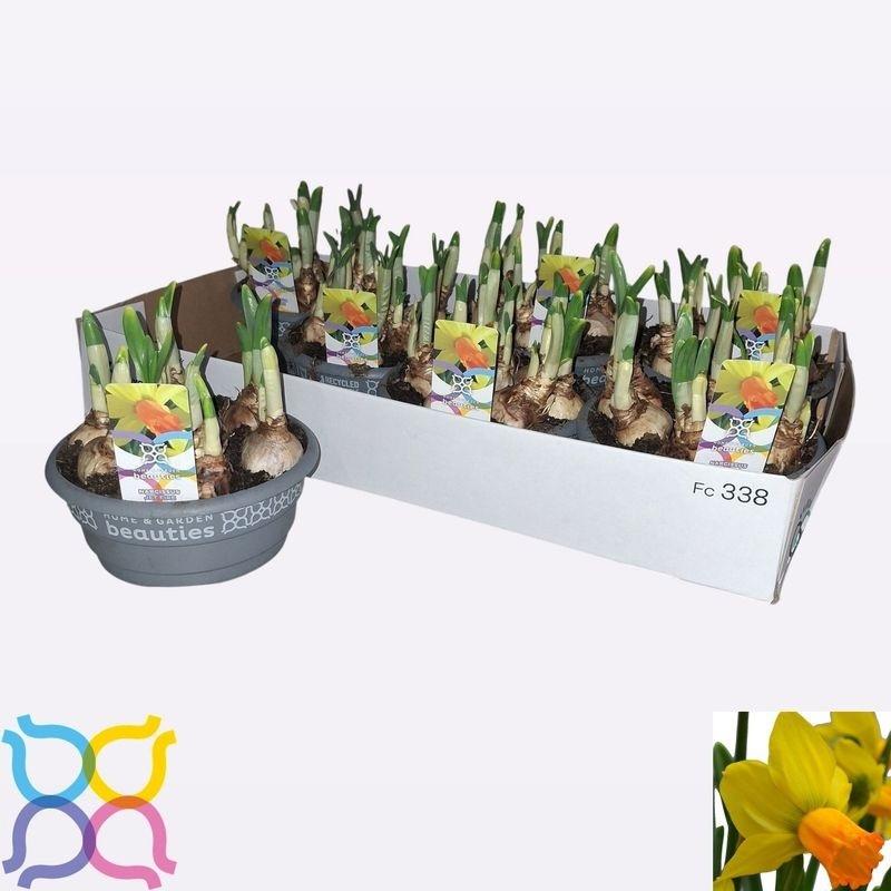 Горшечные цветы и растения оптом Narc C Jetfire от 7шт из Голландии с доставкой по России