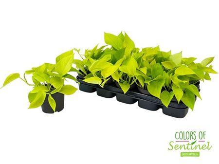 Горшечные цветы и растения оптом Epipremnum Golden Pothos от 10шт из Голландии с доставкой по России