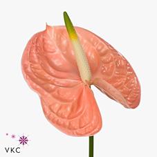 Срезанные цветы оптом Anthurium evita pink от 16шт из Голландии с доставкой по России