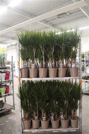 Горшечные цветы и растения оптом Dra Marginata 45-25-10 Cm от 1шт из Голландии с доставкой по России