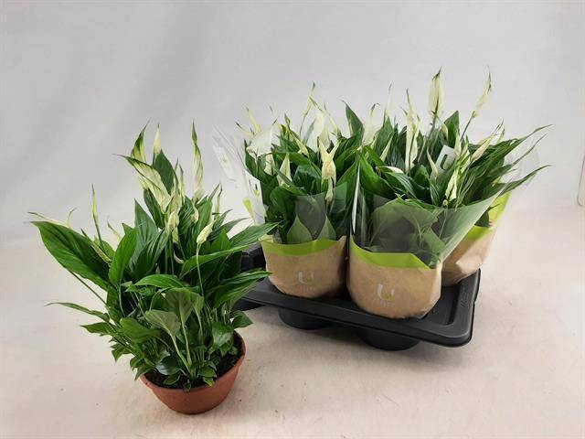 Горшечные цветы и растения оптом Spath Chopin от 6шт из Голландии с доставкой по России