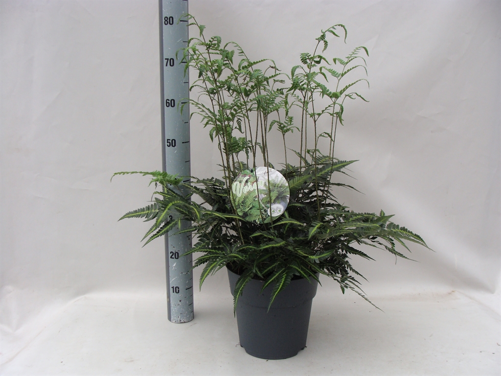 Горшечные цветы и растения оптом Asplenium от 1шт из Голландии с доставкой по России