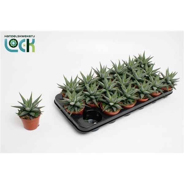 Горшечные цветы и растения оптом Haworthia Concolor от 12шт из Голландии с доставкой по России