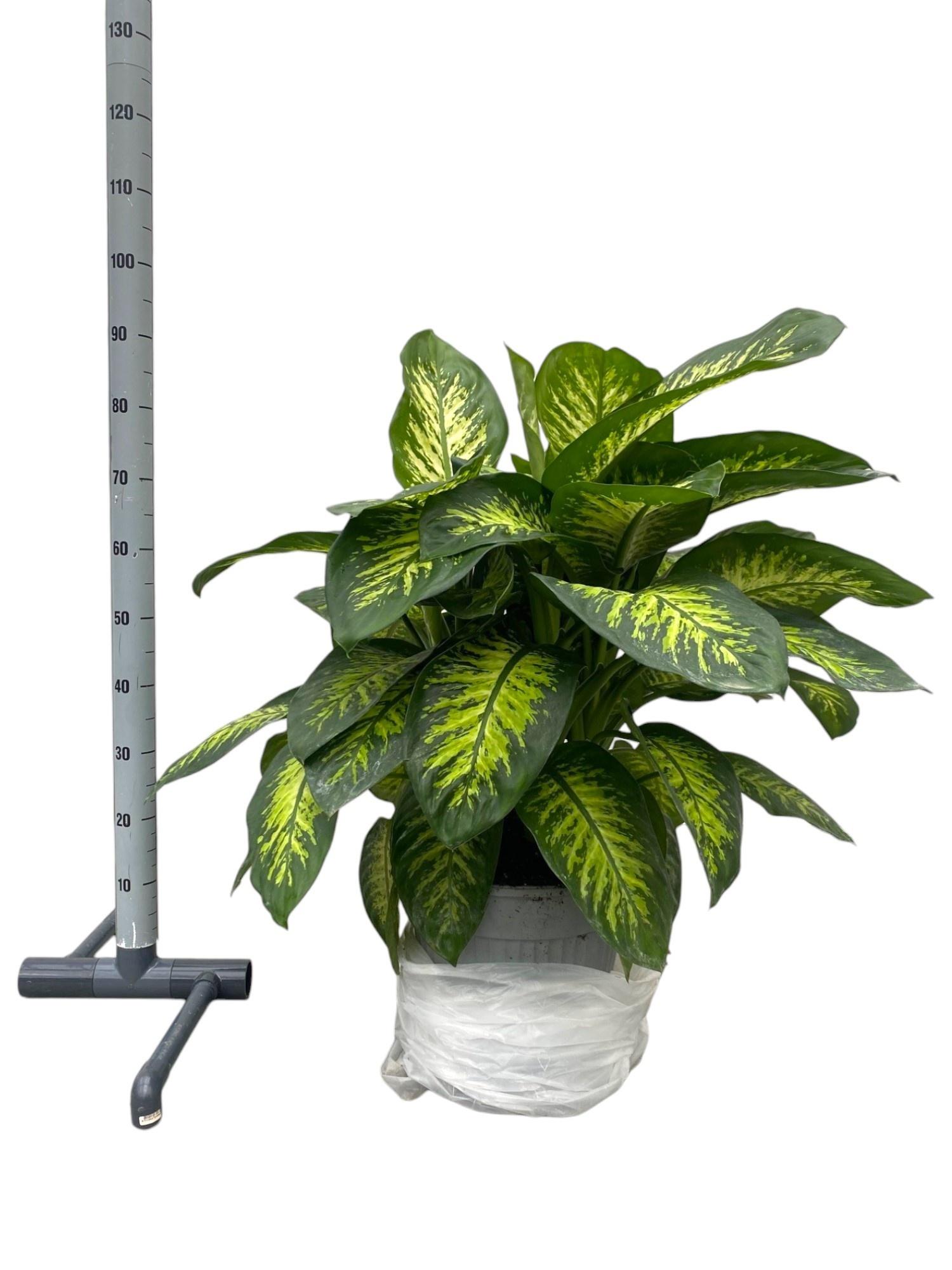 Горшечные цветы и растения оптом Dieff Se Tropic Snow от 1шт из Голландии с доставкой по России