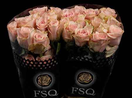 Срезанные цветы оптом Rosa ec amorosa от 40шт из Голландии с доставкой по России