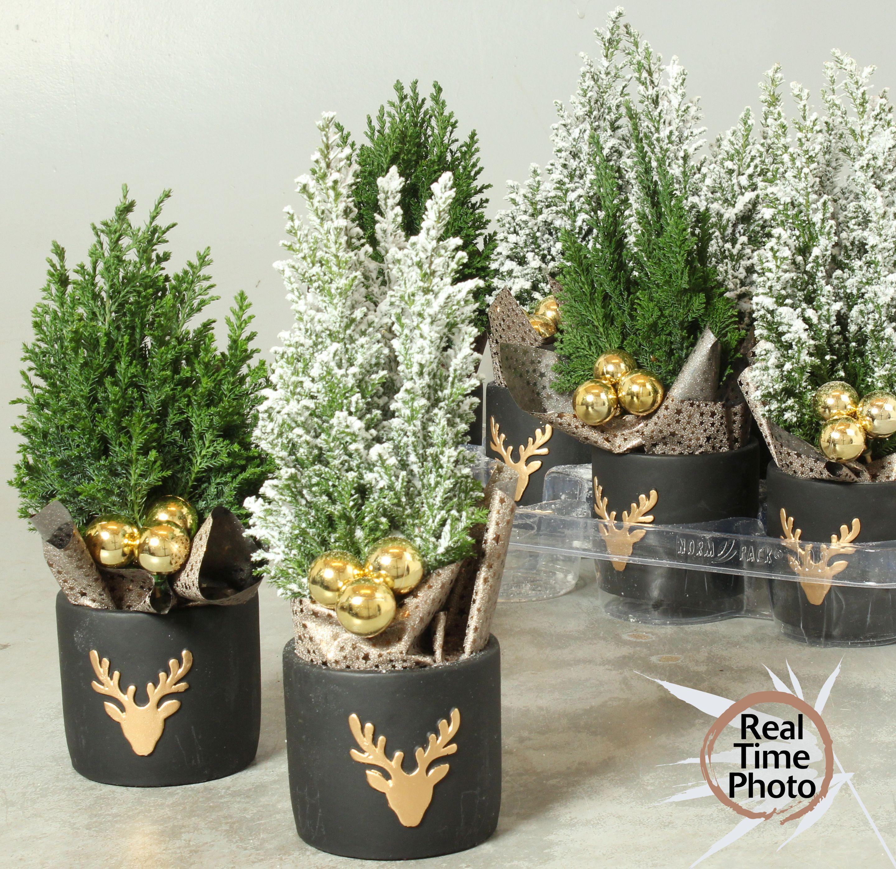 Горшечные цветы и растения оптом Cham L Ellwoodii от 8шт' из Голландии с доставкой по России