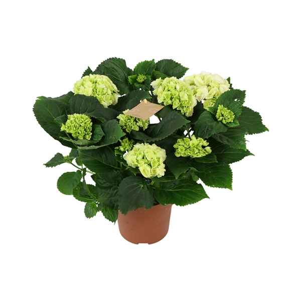 Горшечные цветы и растения оптом Hydrangea Ma White 5+ от 6шт из Голландии с доставкой по России