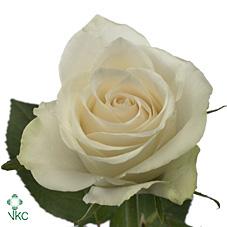 Срезанные цветы оптом Rosa large athena от 60шт из Голландии с доставкой по России