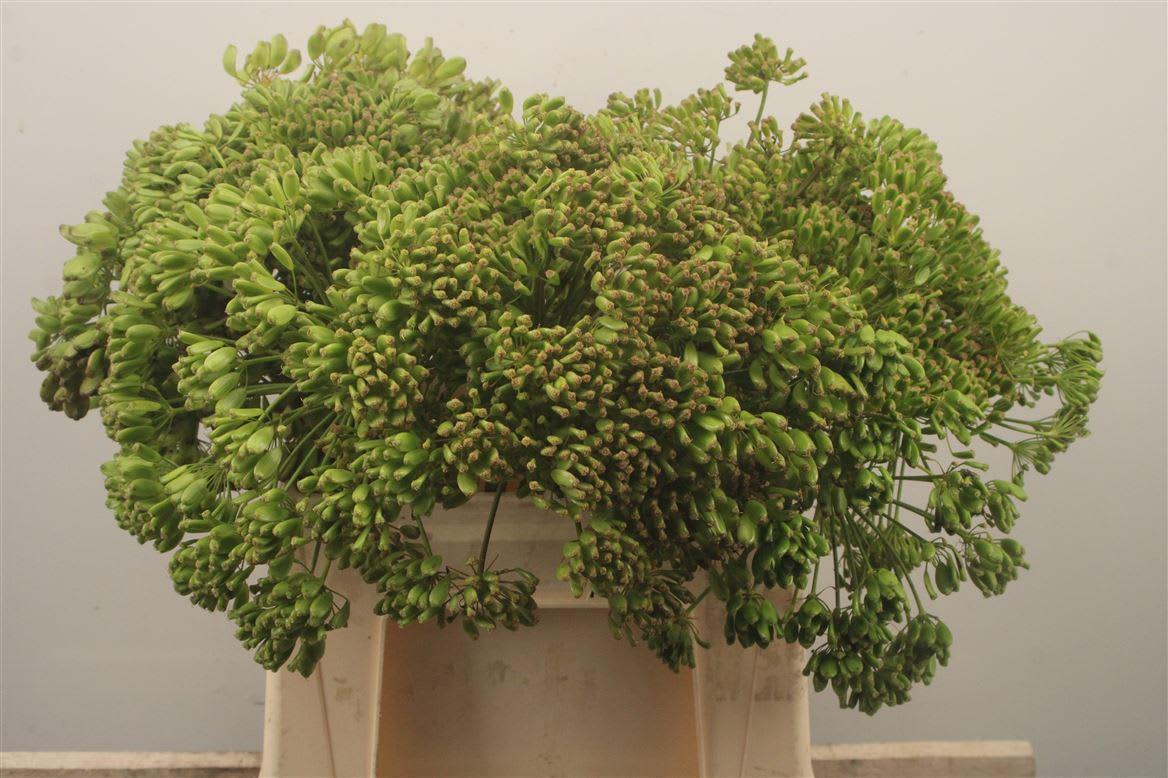 Срезанные цветы оптом Foeniculum vulgare от 25шт. из Голландии с доставкой по России