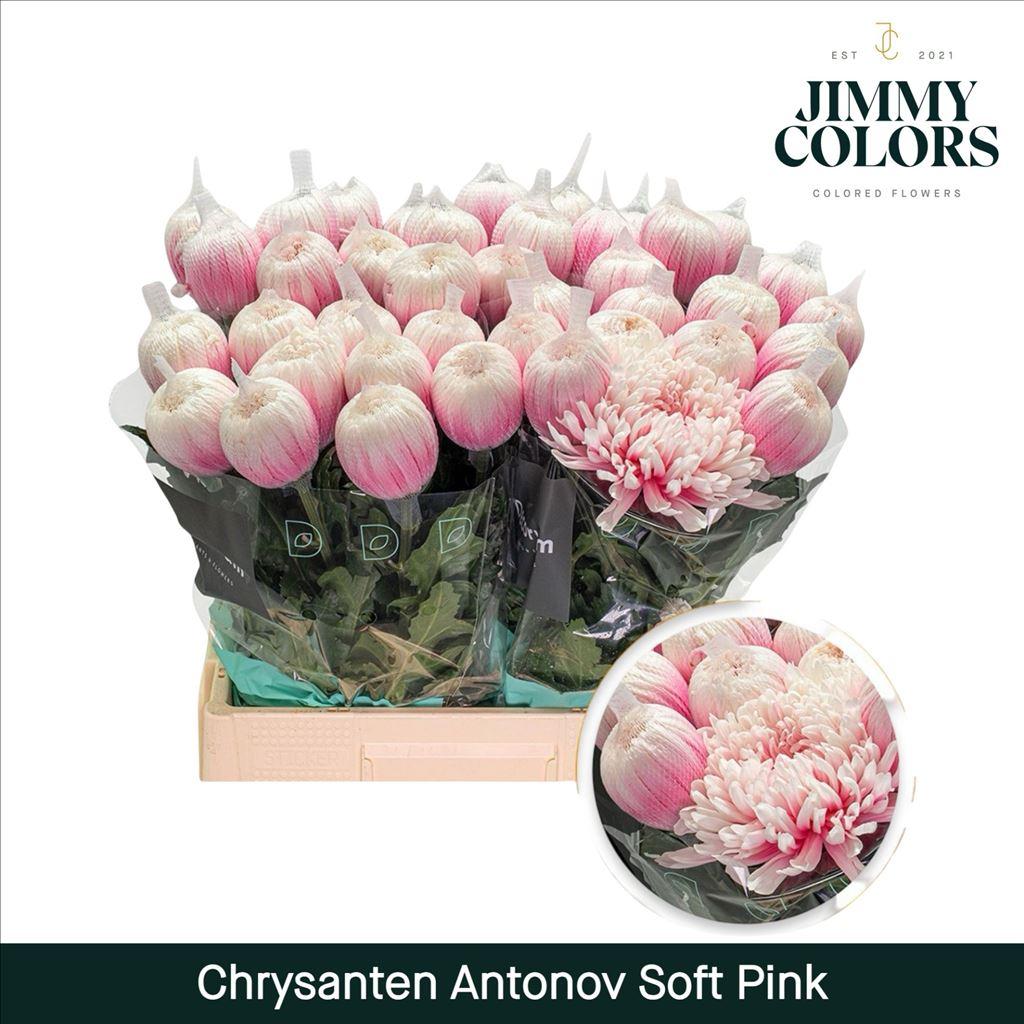 Срезанные цветы оптом Chrys bl paint antonov soft pink от 10шт из Голландии с доставкой по России