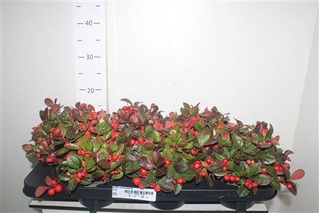 Горшечные цветы и растения оптом Gaulth Procumbens от 6шт из Голландии с доставкой по России