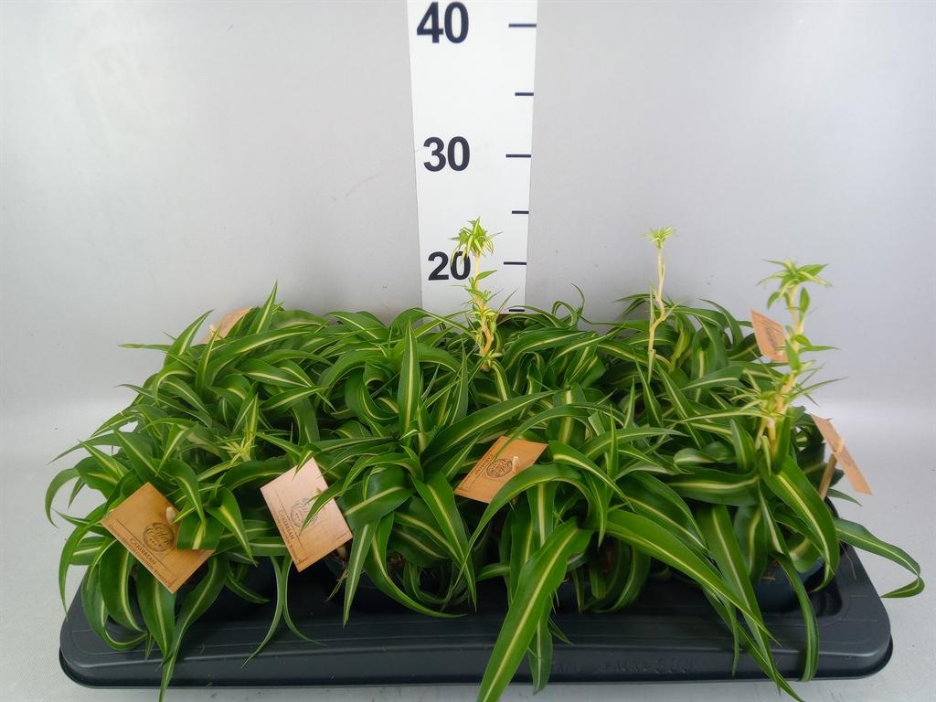Горшечные цветы и растения оптом Chlorophytum Com. bonnie от 8шт из Голландии с доставкой по России
