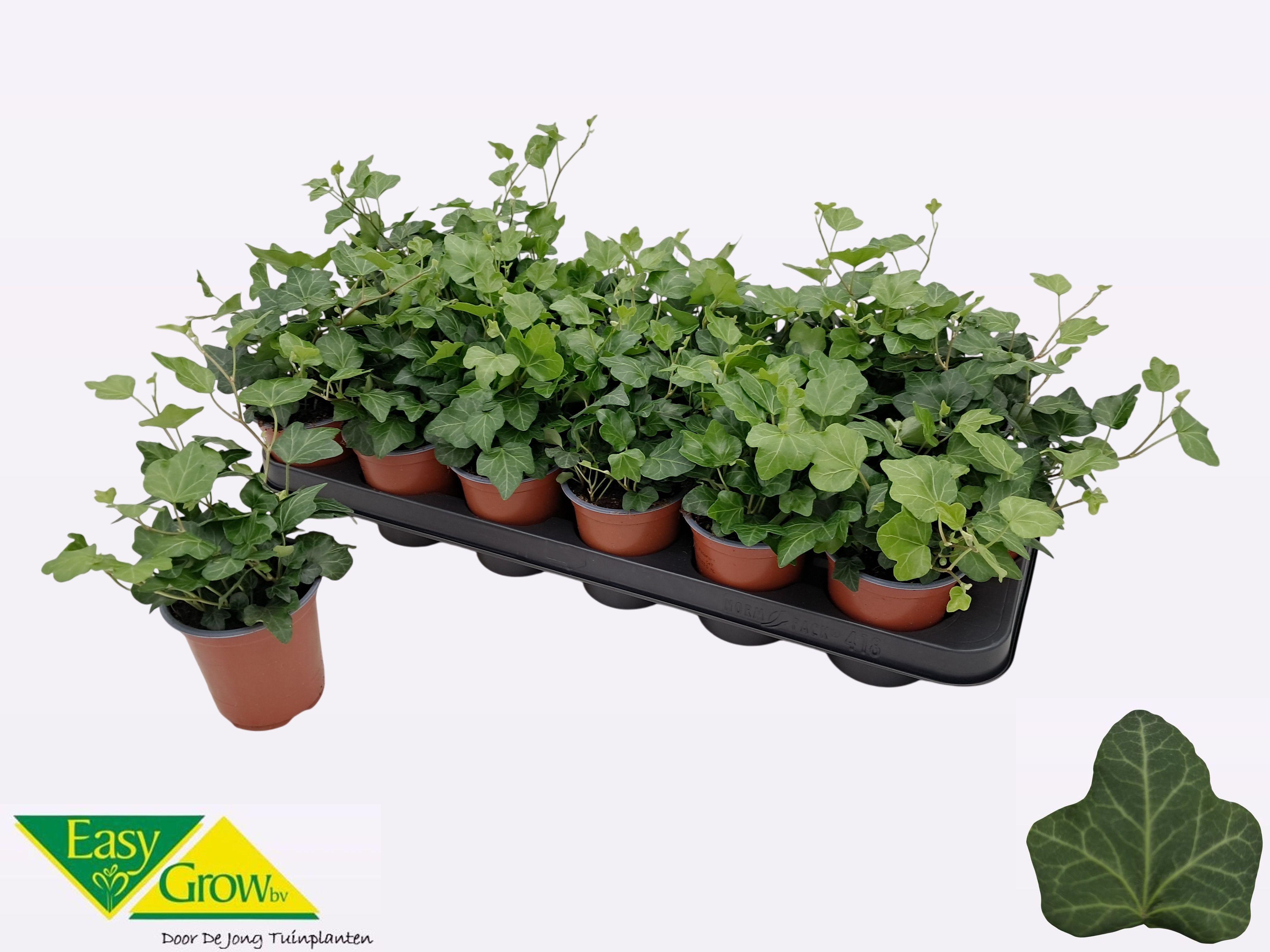 Горшечные цветы и растения оптом Hed He Wonder от 18шт (для телеги) из Голландии с доставкой по России