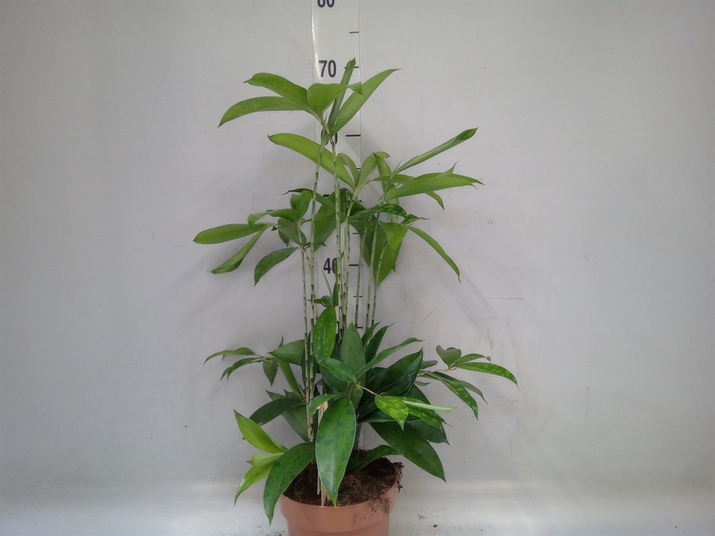 Горшечные цветы и растения оптом Dracaena Surculosa от 6шт из Голландии с доставкой по России