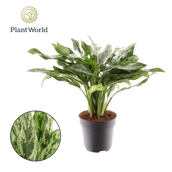 Горшечные цветы и растения оптом Aglaonema Juliette от 6шт из Голландии с доставкой по России