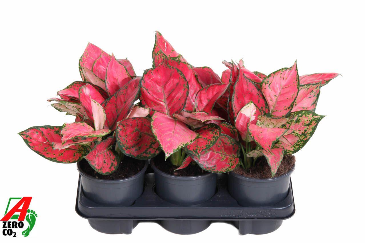 Горшечные цветы и растения оптом Aglaonema Beauty от 6шт из Голландии с доставкой по России