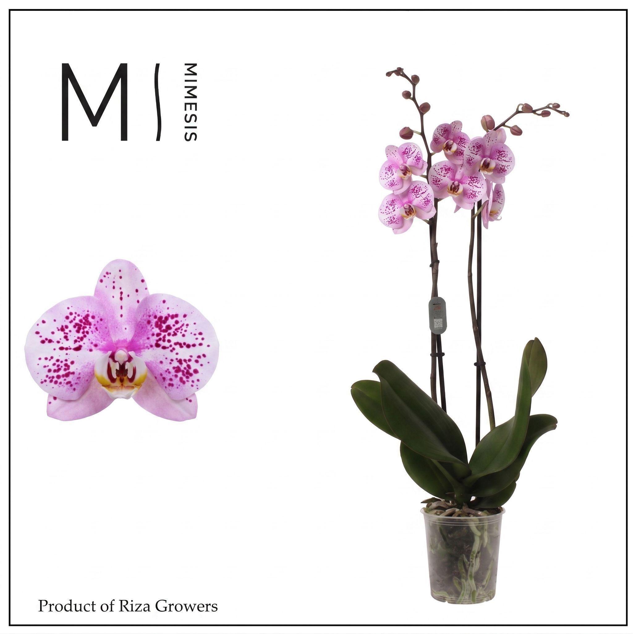Горшечные цветы и растения оптом Phalaenopsis Amoer 2 Spike - 12cm | Mimesis от 10шт из Голландии с доставкой по России