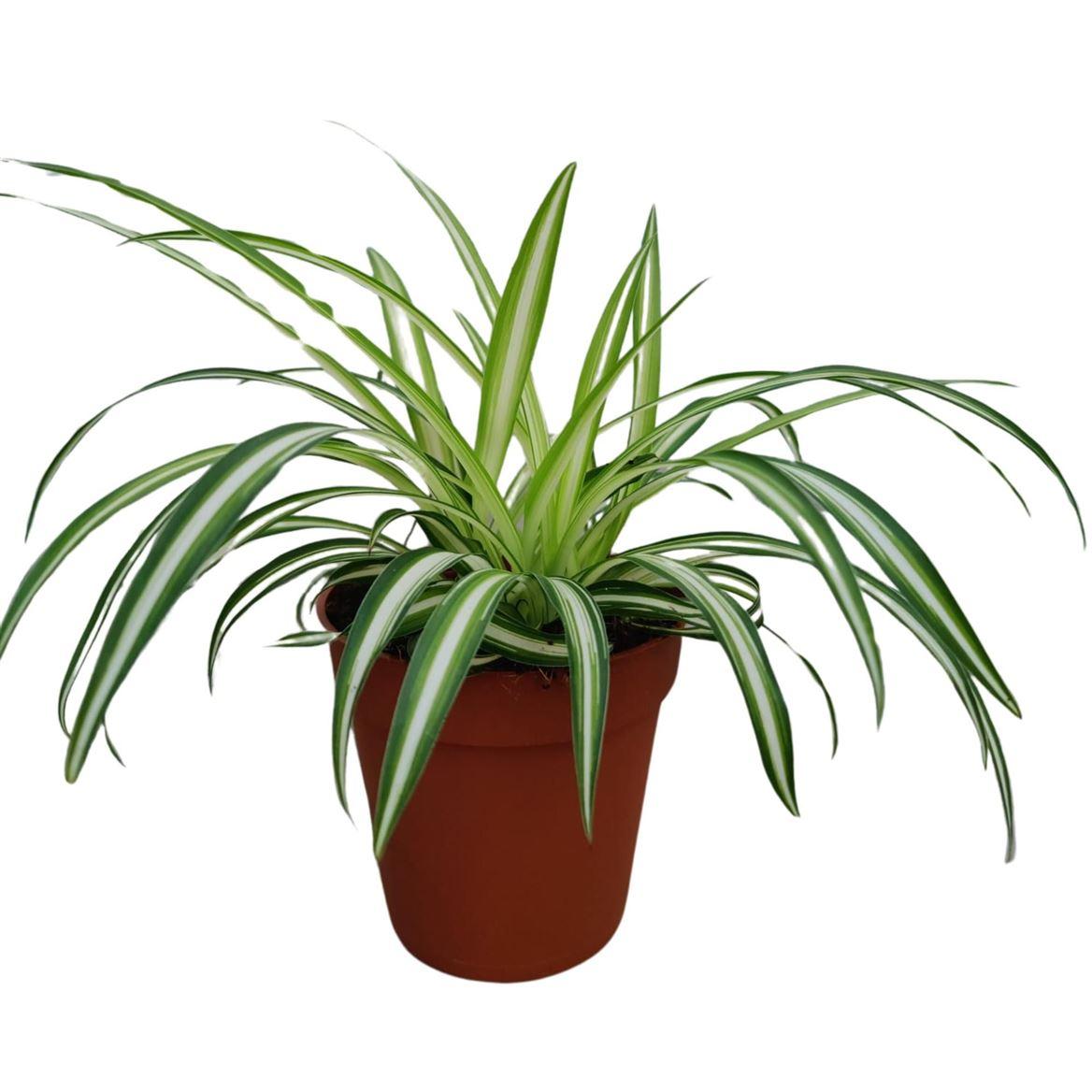 Горшечные цветы и растения оптом Chlorophytum Comosum Variegatum от 18шт (для телеги) из Голландии с доставкой по России
