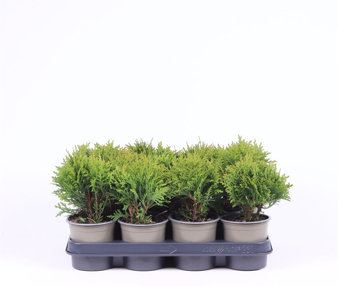 Горшечные цветы и растения оптом Thuja Occ Danica от 11шт из Голландии с доставкой по России