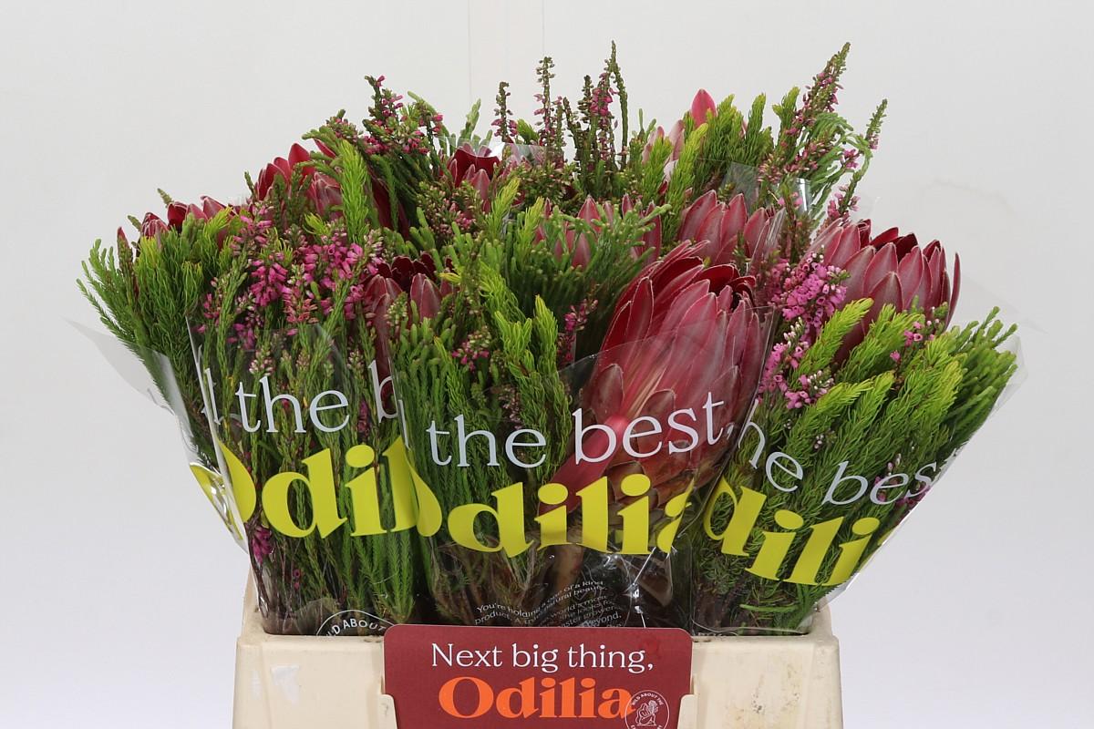 Срезанные цветы оптом Protea bq sharon от 10шт из Голландии с доставкой по России