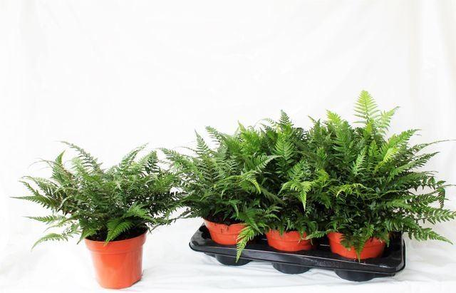 Горшечные цветы и растения оптом Athyrium   ... от 6шт из Голландии с доставкой по России