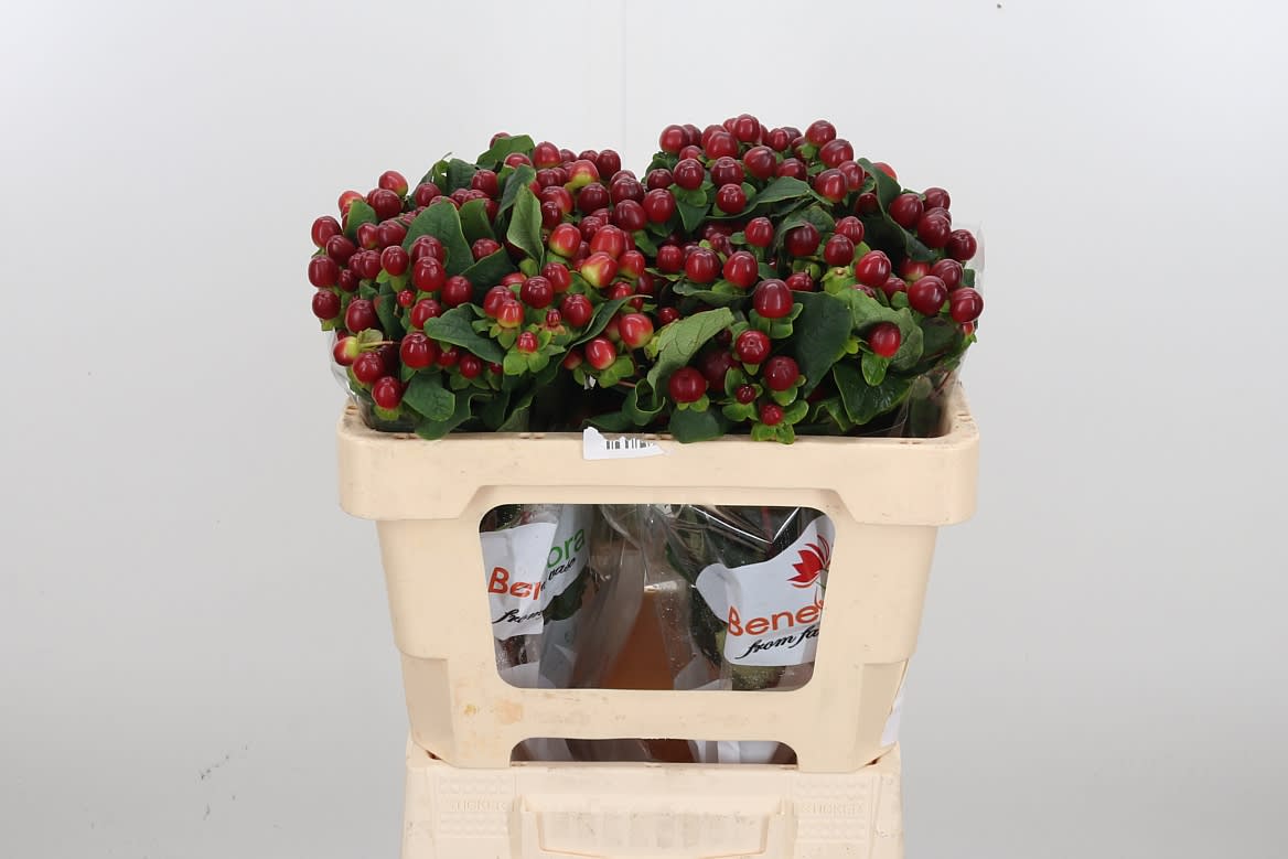 Срезанные цветы оптом Hypericum mag seasons от 50шт из Голландии с доставкой по России