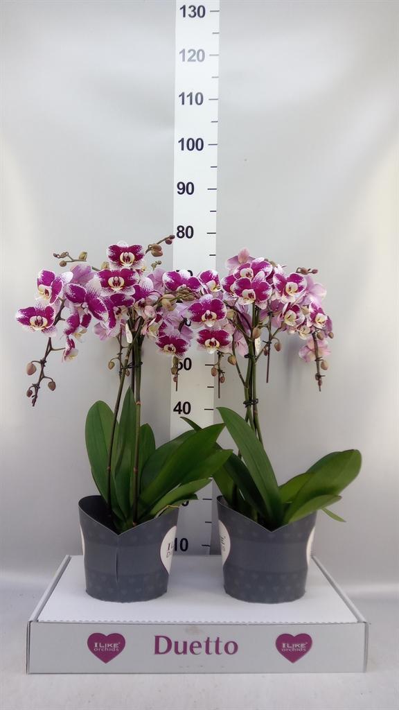 Горшечные цветы и растения оптом Phalaenopsis ...lilac от 2шт из Голландии с доставкой по России