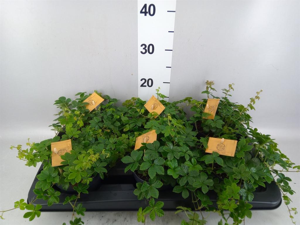 Горшечные цветы и растения оптом Parthenocissus Inserta от 6шт из Голландии с доставкой по России