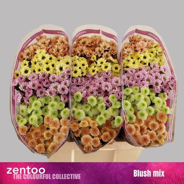 Срезанные цветы оптом Chrys sa mix blush от 225шт. из Голландии с доставкой по России