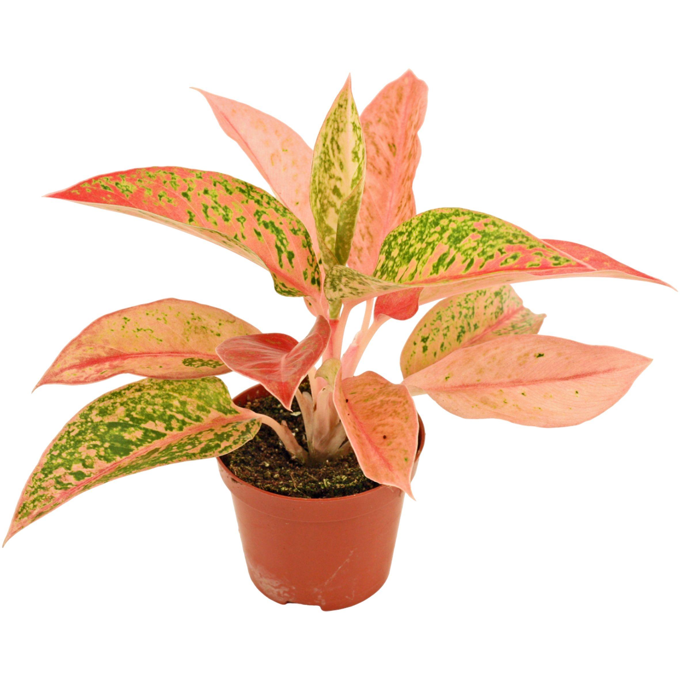 Горшечные цветы и растения оптом Aglaonema Prestige от 18шт (для телеги) из Голландии с доставкой по России