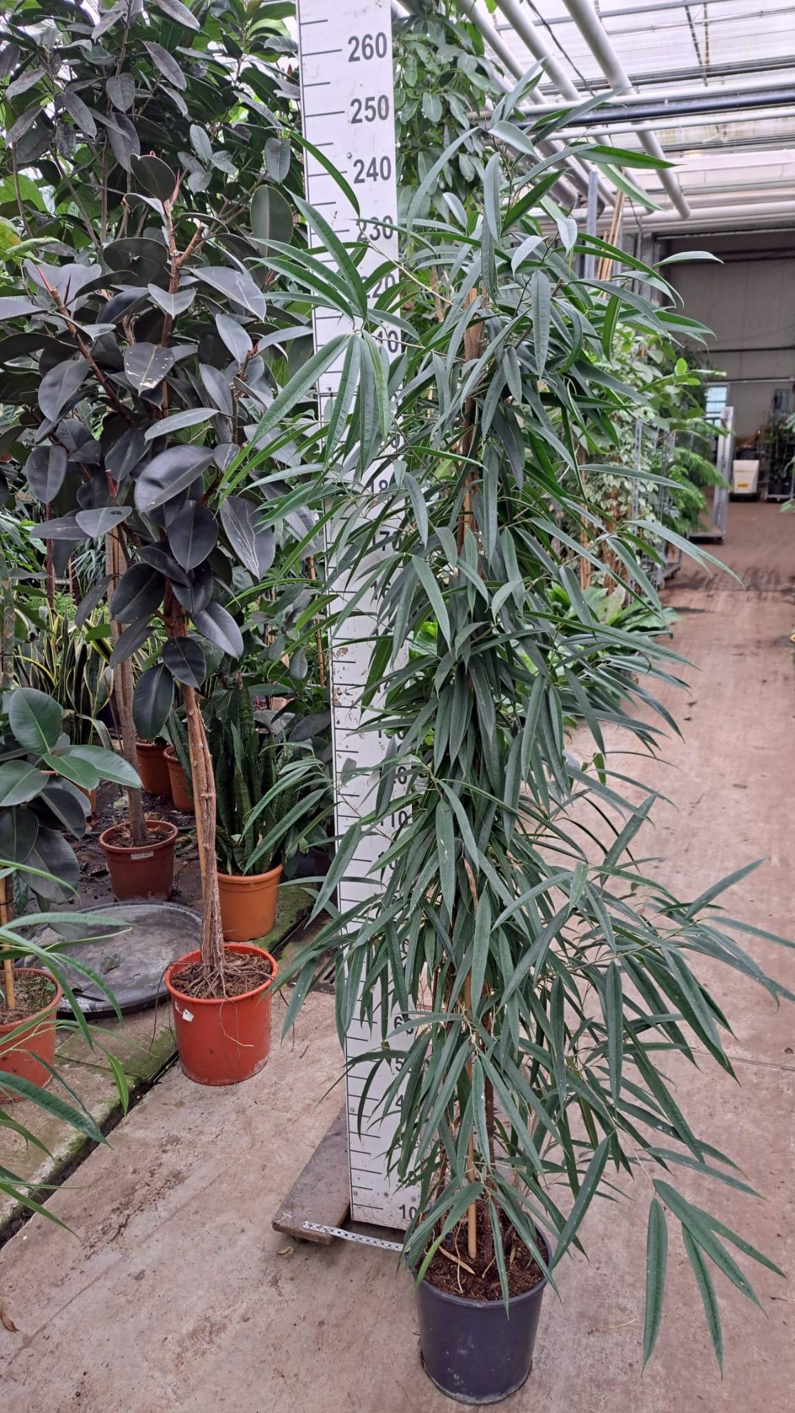 Горшечные цветы и растения оптом Ficus Bin Alii Piramide от 1шт из Голландии с доставкой по России