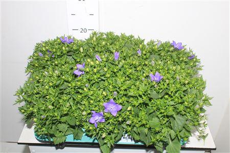 Горшечные цветы и растения оптом Camp Is Napoli от 6шт (для телеги) из Голландии с доставкой по России