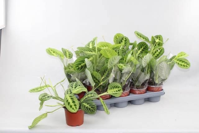 Горшечные цветы и растения оптом Maranta Lemon от 10шт из Голландии с доставкой по России