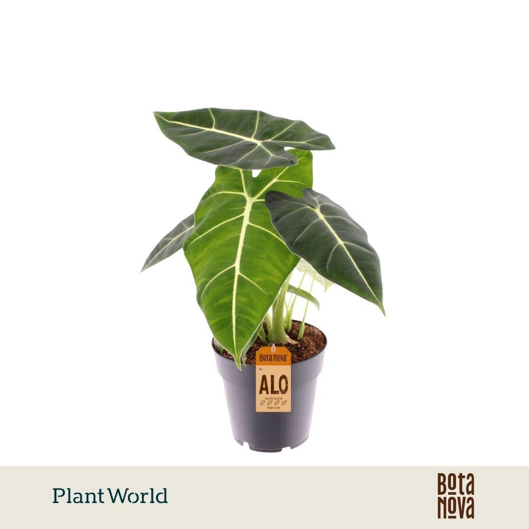 Горшечные цветы и растения оптом Alocasia Frydek от 7шт (для телеги) из Голландии с доставкой по России