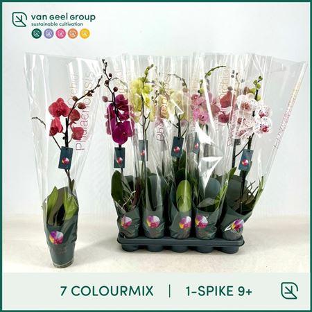 Горшечные цветы и растения оптом Phal 1st Mix 9+ (van Geel) от 10шт из Голландии с доставкой по России