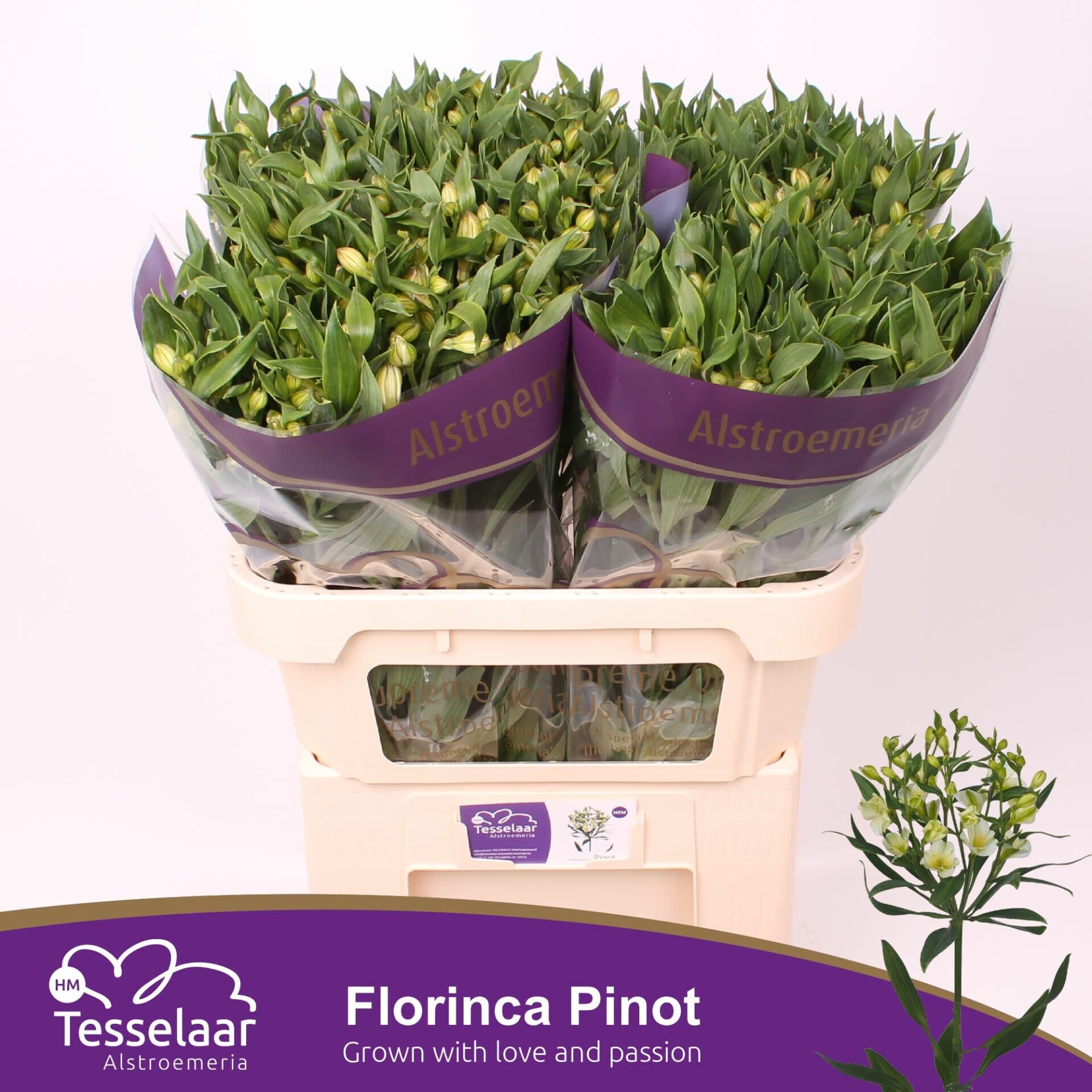 Срезанные цветы оптом Alstroemeria fl pinot от 40шт. из Голландии с доставкой по России