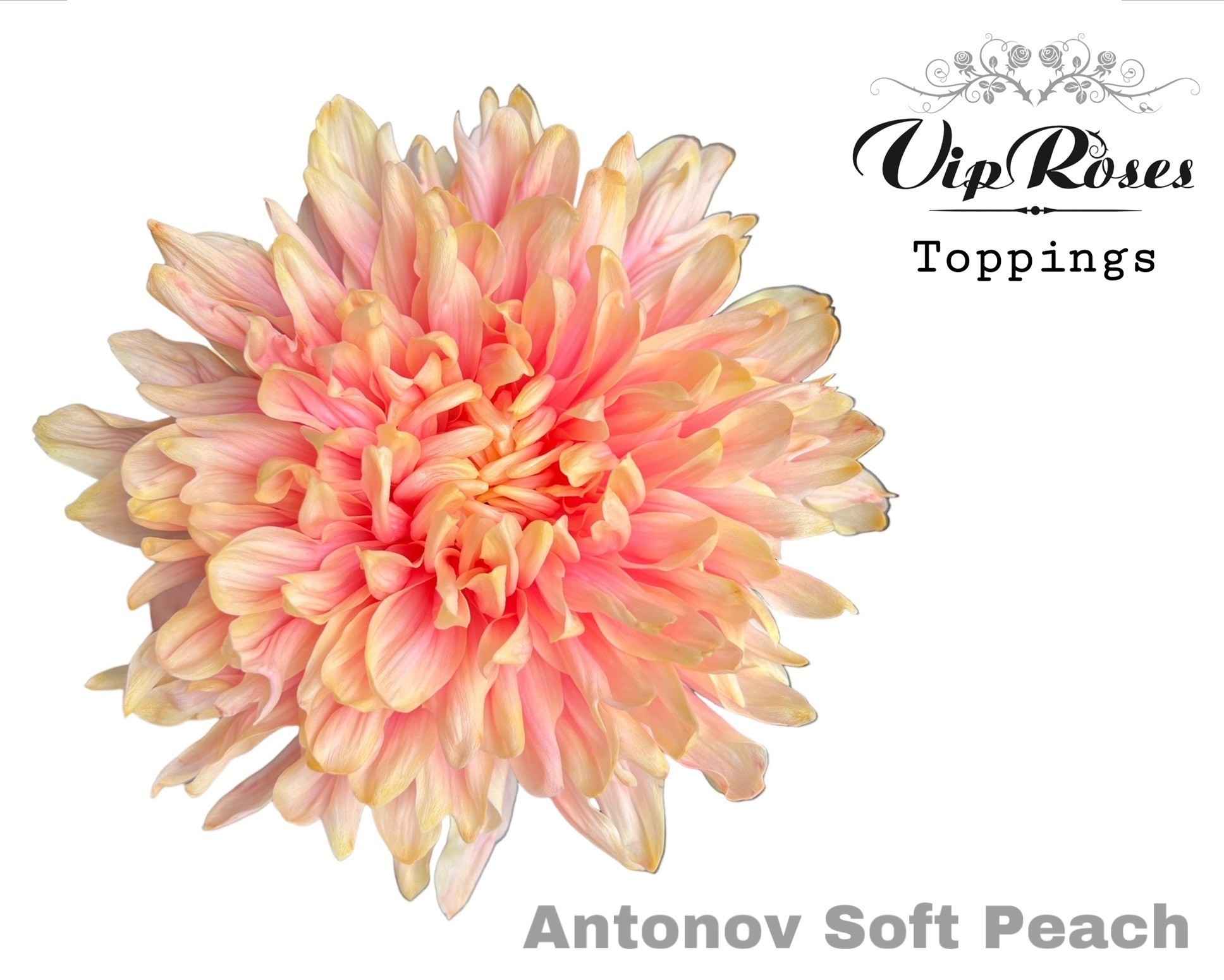Срезанные цветы оптом Chrys bl paint antonov soft peach от 20шт из Голландии с доставкой по России