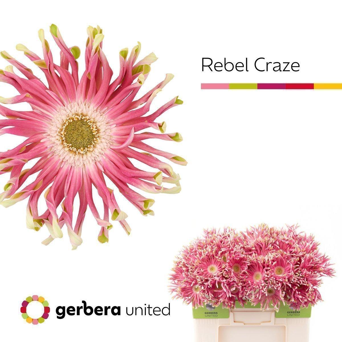 Срезанные цветы оптом Gerbera rebel craze от 40шт. из Голландии с доставкой по России