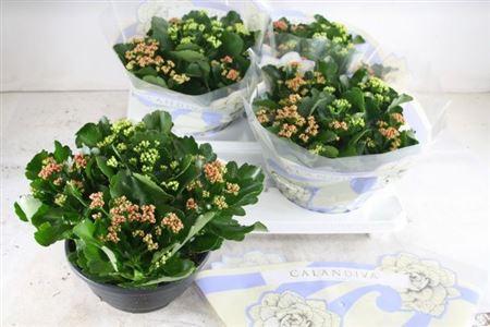 Горшечные цветы и растения оптом Kal Ge Gemengd In Pot от 2шт из Голландии с доставкой по России