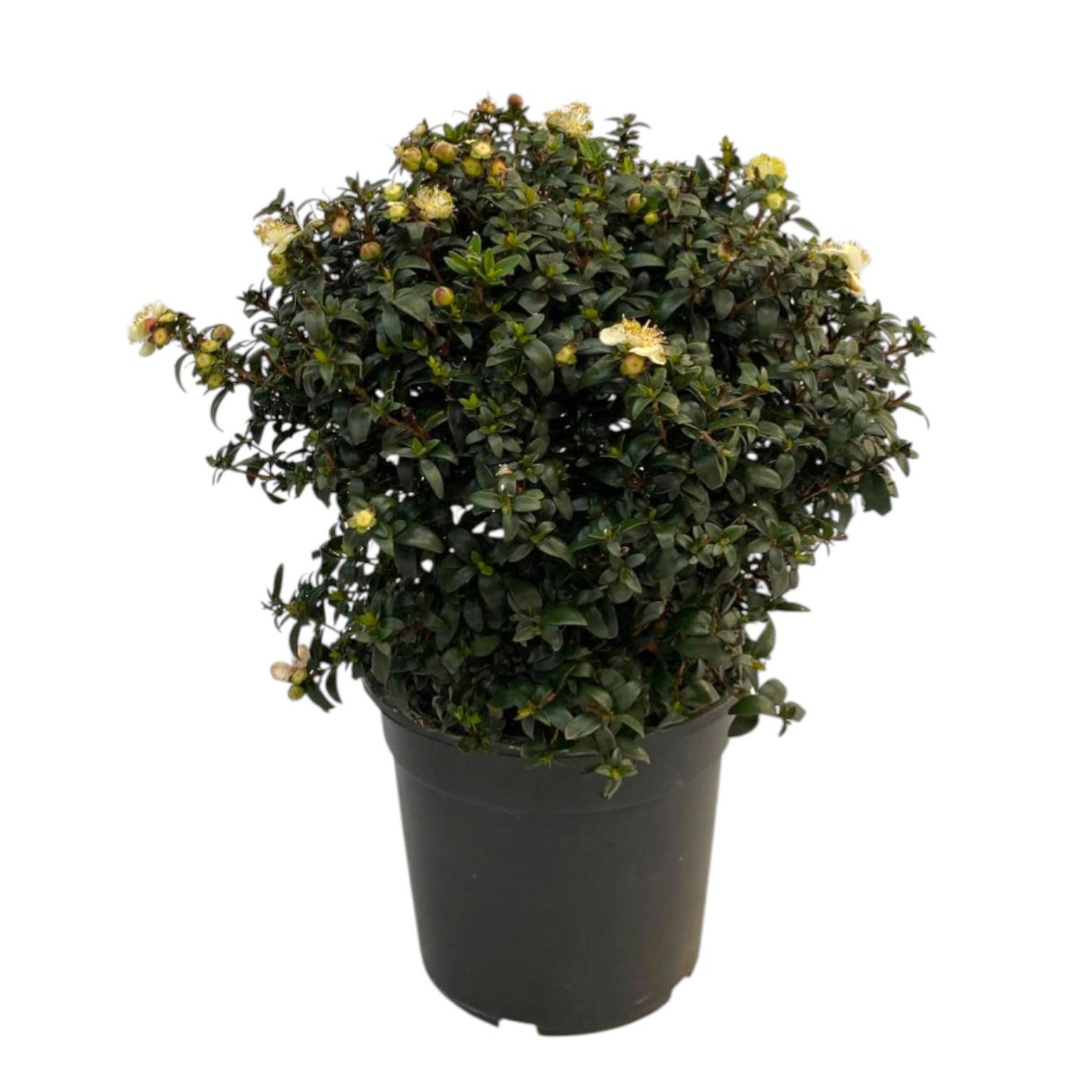 Горшечные цветы и растения оптом Myrtus Communis Bush от 6шт из Голландии с доставкой по России