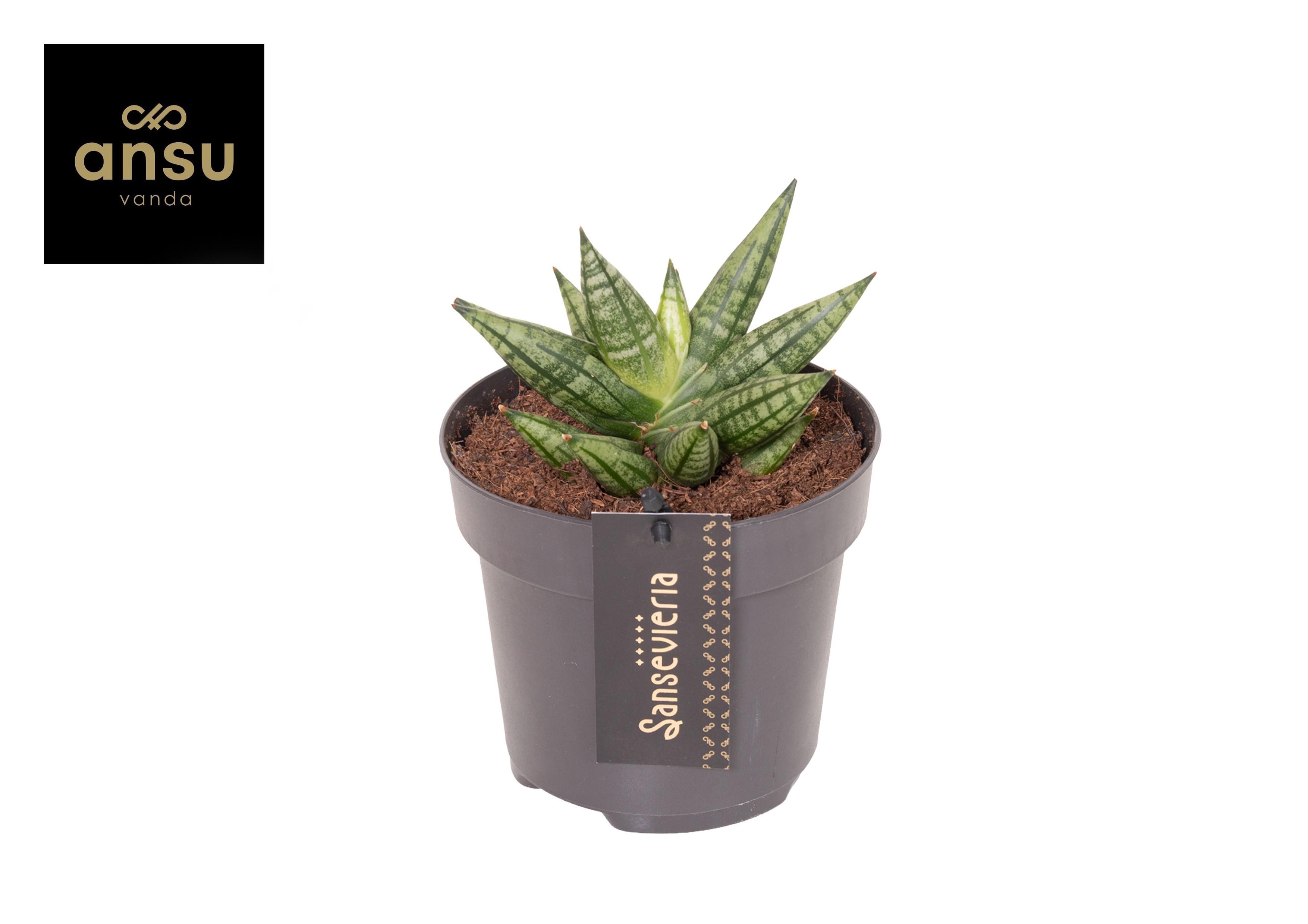 Горшечные цветы и растения оптом Sansevieria Inti Mini No. 2 от 10шт из Голландии с доставкой по России