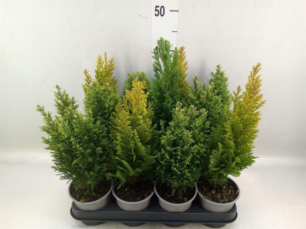 Горшечные цветы и растения оптом Conifers   ...mix от 11шт из Голландии с доставкой по России
